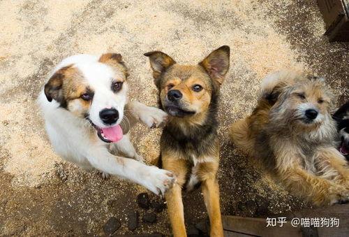 娱乐吃瓜酱流浪狗,流浪狗的温情故事