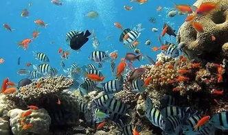 一线吃瓜娱乐圈by海底,海底视角下的“一线吃瓜”众生相