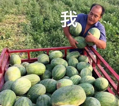 哪里吃娱乐圈的瓜,揭秘明星们的幕后故事与幕后操作