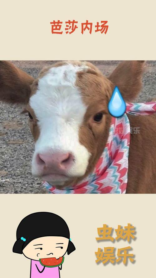 娱乐吃瓜酱母狮子,揭秘娱乐圈幕后故事